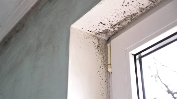 Best Emergency Mold Remediation in Grosse Pointe Woods, MI